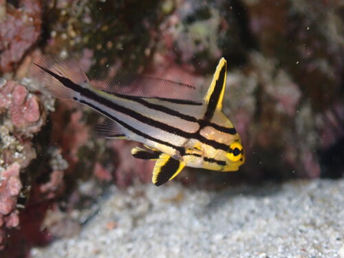Gungo highhat (Pareques viola) — Sciaenidae