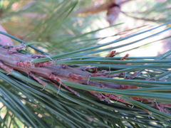 Pinus densiflora