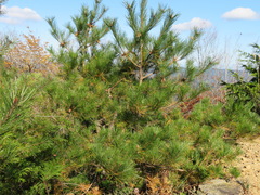 Pinus densiflora