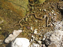 Tachymenis peruviana