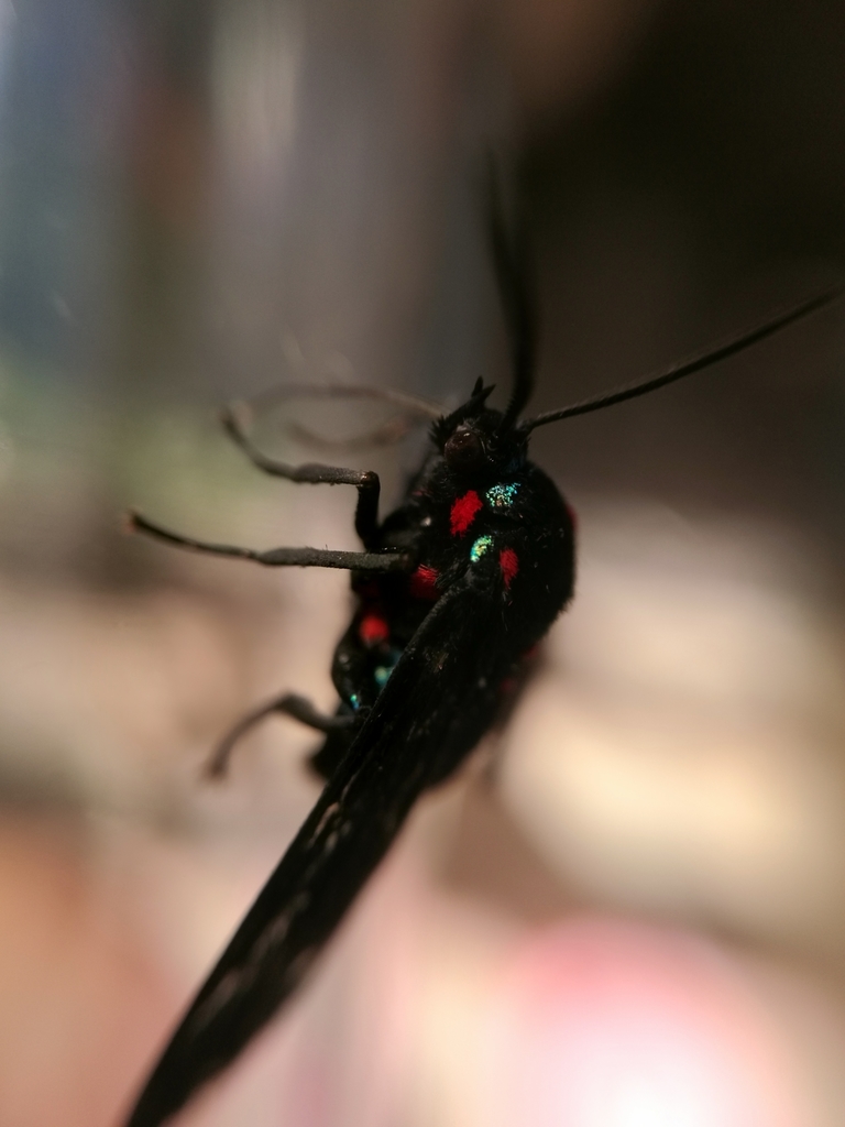Saurita cassandra