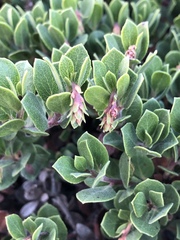 Arctostaphylos pacifica