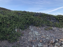 Arctostaphylos pacifica