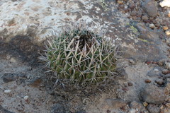 Echinofossulocactus pentacanthus