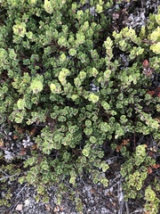 Arctostaphylos pacifica