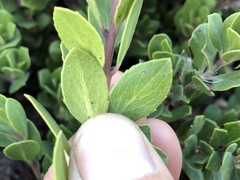 Arctostaphylos pacifica