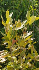 Stephanostegia