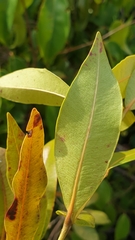 Stephanostegia