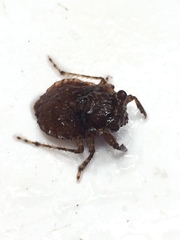 Gelastocoris