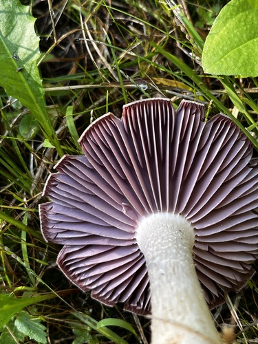 Purple-and-White Deceiver (Laccaria ochropurpurea)