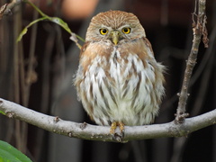 Ferruginous Pygmy-Owl photo 1