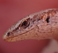 Oligosoma smithi