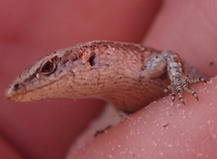 Oligosoma smithi