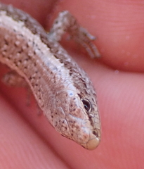 Oligosoma smithi