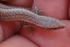 Oligosoma smithi