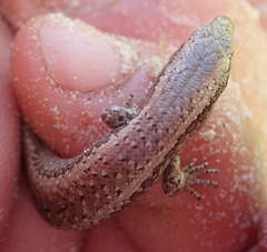 Oligosoma smithi