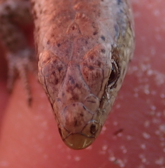 Oligosoma smithi