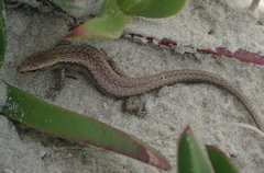 Oligosoma smithi
