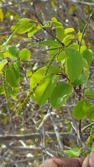 Sclerocroton melanostictus image