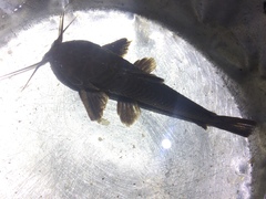 Callichthyidae