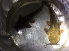 Callichthyidae