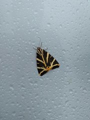 Euplagia quadripunctaria