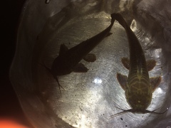 Callichthyidae