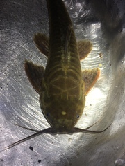 Callichthyidae
