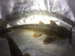 Callichthyidae
