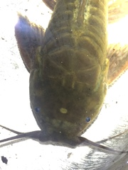 Callichthyidae