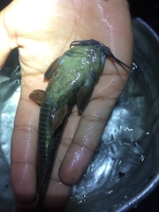 Callichthyidae
