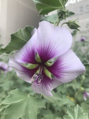 Malva subovata bicolor