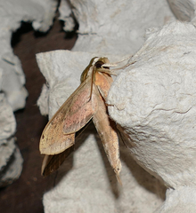 Xylophanes isaon