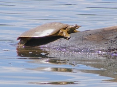 Apalone spinifera aspera