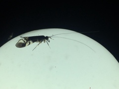 Macrostemum hyalinum