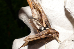Xylophanes ceratomioides