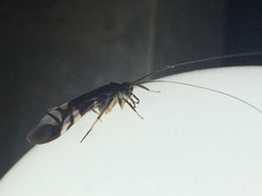 Macrostemum hyalinum