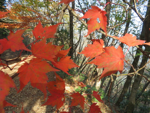 Komine Maple (Acer micranthum)