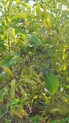 Premna