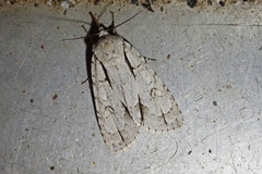 Acronicta laetifica