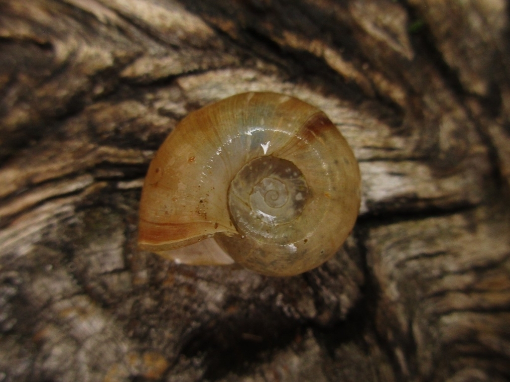 File Ramshorn