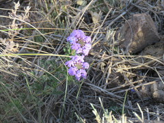 Glandularia dissecta