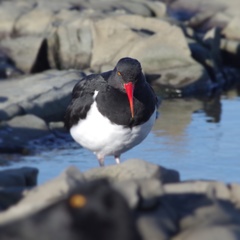Haematopus leucopodus
