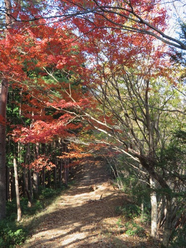 Acer micranthum, photograph 4
