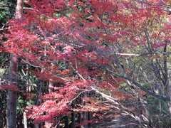 Acer micranthum