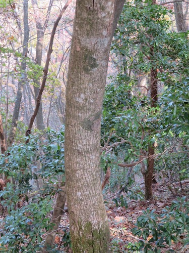 Acer micranthum, photograph 5