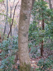 Acer micranthum