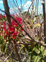 Combretum coccineum