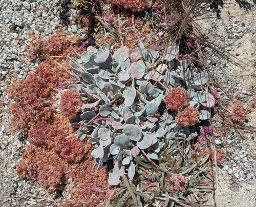 granite buckwheat (Eriogonum lobbii)