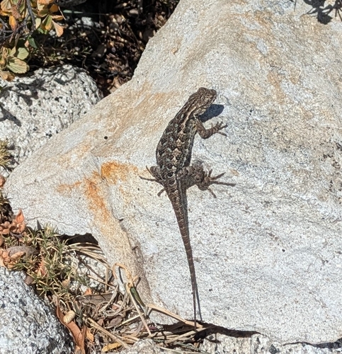 iNaturalist observation photo of Sierra Fence Lizard